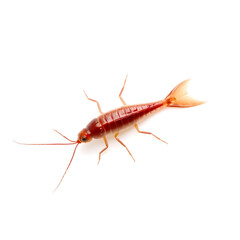 A large red Silverfish with a metallic sheen is centered on a pure white background