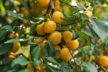 Close-up of ripe yellow plums growing on a tree branch with green leaves in natural sunlight, fresh summer fruit photography ideal for agriculture, gardening, and healthy food stock images