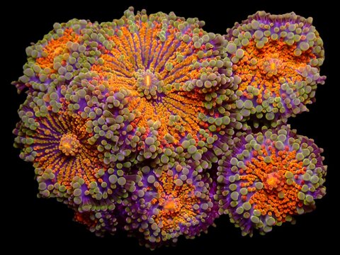 Colorful Ricordea coral with vibrant orange, purple, and green tentacles. This beautiful mushroom coral species adds a stunning aesthetic to saltwater aquariums and reef tanks.