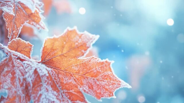 Frost covering orange maple leaf on branch during winter snowfall