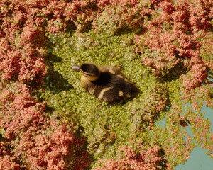 Obraz premium High-Quality Mallard Duckling Floating on Green Pond with Duckweed Authentic Nature and Environmental Education Content for Ecological Marketing