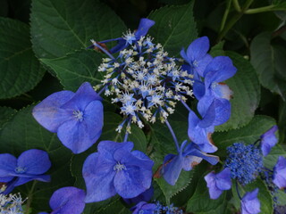 美しい青いガクアジサイ