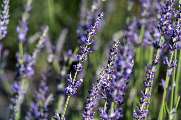Close-up of blooming lavender flowers in a field with soft focus background