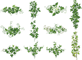 Elegant green ivy vines with curling tendrils and lush leaves, decorative botanical vector elements, natural garden plant illustrations