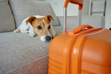 Small dog lying on couch near orange suitcase. Sad pet resting near packed luggage indoors. Jack Russell terrier dog waiting for home leaving. Concept of travel with pet