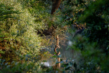 Toter Baum am kleinen Fluss