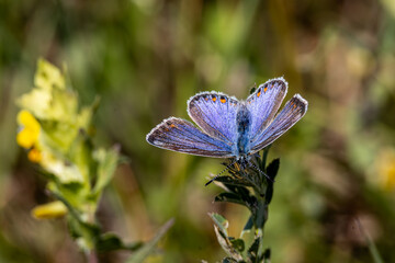 Blauer Schmetterling 