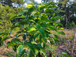 A young jackfruit tree with vibrant green leaves grows in a sunny rural area, surrounded by other tropical plants and trees.