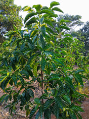 A young jackfruit tree with vibrant green leaves grows in a sunny rural area, surrounded by other tropical plants and trees.