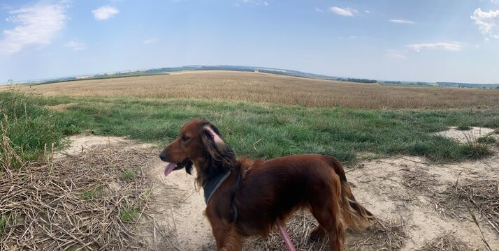 Close-up view of a dachshund sitting in a field surrounded by nature. The small brown dog looks attentive and calm, enjoying the peaceful outdoor environment on a sunny day.