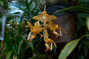 Stanhopea Wardii Orchid Yellow Exotic Flower © Serson