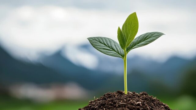 Young Plant Emerges from Rich Soil, Symbolizing Hope and Growth in Carbon Reduction, Reforestation Projects for Sustainable Environment and Thriving Ecology