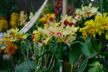 Cattleya Orchid Colorful Flowers in Tropical Garden