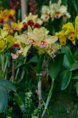 Cattleya Orchid Colorful Flowers in Tropical Garden