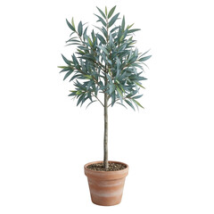 Fototapeta premium Potted eucalyptus tree with delicate green leaves isolated on a transparent background
