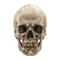 Detailed Human Skull Bone Fossil in Medical Anatomy on Transparent Background