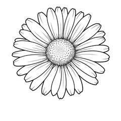 Detailed Black and White Daisy Illustration with Transparent Background