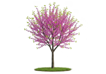 Blooming Eastern Redbud Tree with Pink Flowers isolated on a transparent background