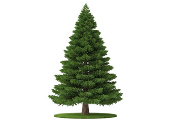 Tall Norway Spruce Tree with Green Needles isolated on a transparent background nature