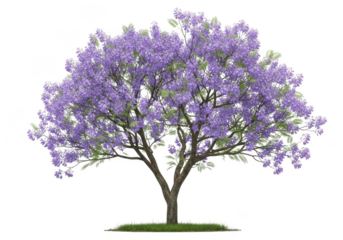 Jacaranda tree with purple blossoms and green leaves isolated on a transparent background