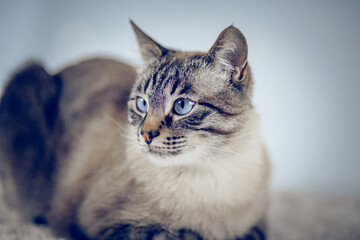 Portrait of a Thai tabby cat with blue eyes.