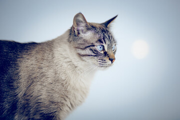 Portrait of a Thai tabby cat with blue eyes, side view.