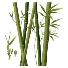 Illustration Of Realistic Green Bamboo Plants with Transparent Background