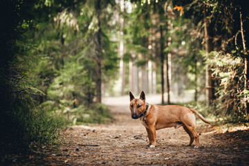 A red English bull terrier walks in the woods.