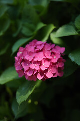 Magenta Hydrangea Flower in Bloom Under Sunlight