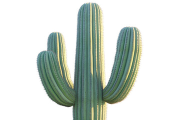 Columnar cactus plant

