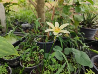 yellow flowers in the garden