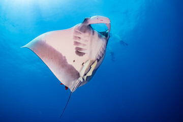 Giant Oceanic Manta Ray Swimming with Divers in Open Water