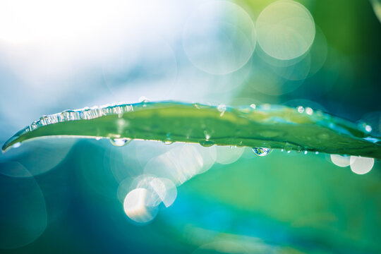 Majestic nature closeup water drops on green leaf macro beautiful sunlight peaceful calm natural garden perfect outdoors inspirational background spring summer freshness vibrant foliage nature scene