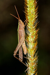 An African grasshopper sitting on a plant against a dark background, South Africa