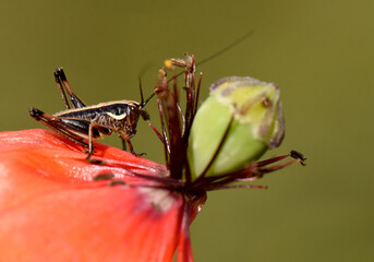 Grasshopper on poppy. A detailed macro shot of a grasshopper resting on the vibrant red petal of a wild poppy flower, with its brown and black markings standing out.