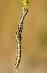 Caterpillars on a stalk. Two large white caterpillars are intertwined on a single plant stalk, showcasing their distinct yellow and black markings. A macro shot of the insects in nature.