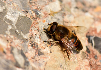  Hoverfly resting on rock. A macro shot of a hoverfly with its brown striped body, resting on a textured rock surface. A detailed view of this fascinating insect in its natural environment.