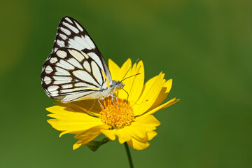 A brown-veined white (Belenois aurota) butterfly sitting on a yellow flower, South Africa