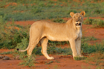 Obraz premium Alert lioness (Panthera leo) standing in natural habitat, Madikwe game reserve, South Africa