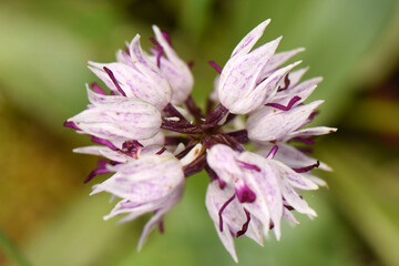 An overhead macro shot of a monkey orchid, showcasing a circular arrangement of its delicate flowers. The image highlights the intricate purple and white markings and the unique shape of each floret 