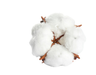 A fluffy cotton boll with white fibers and brown outer pods, showcasing its natural texture and structure.