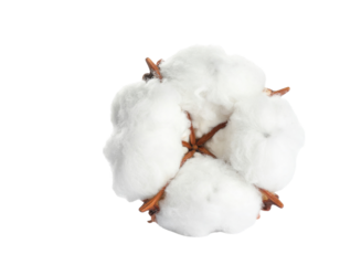 A fluffy cotton boll with white fibers and brown outer pods, showcasing its natural texture and structure.