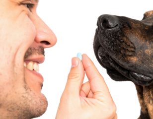 A man smiles as he offers a blue pill to a dog in a close-up shot, showcasing a moment of care and connection between them.