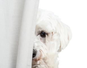 A curious white dog peeks from behind a curtain, showcasing its playful personality against a dark background.