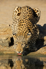 Fototapeta premium An alert leopard (Panthera pardus) drinking water, Kalahari desert, South Africa