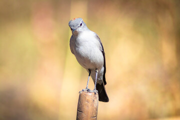 sleepyhead with a reddish neck
