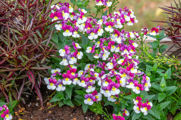Purple and white nemesia flowers bloom in the garden.