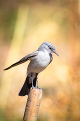 sleepyhead with a reddish neck