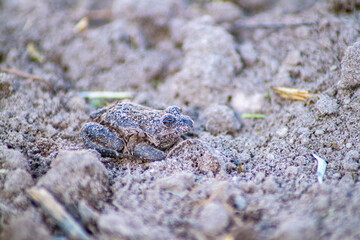 small toad emerges from the wet earth