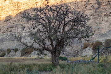 tree in the desert
